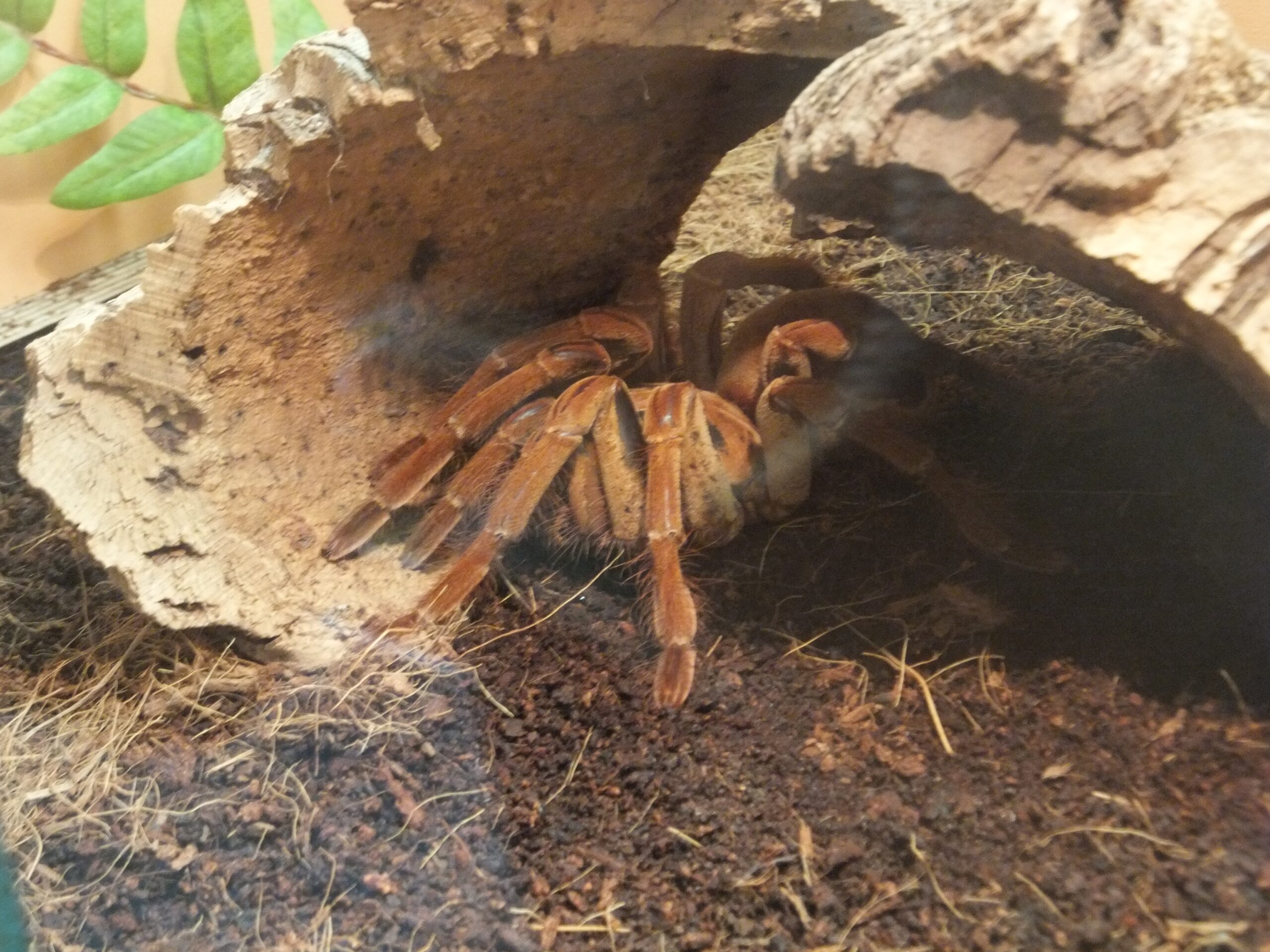 Breeding in the Shadow of Giants (image credits: By Syrio, CC BY-SA 4.0, https://commons.wikimedia.org/w/index.php?curid=49195393)