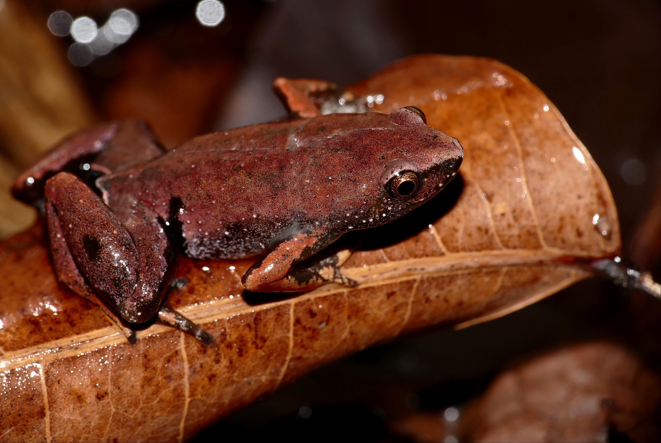 Communication Without Words (image credits: Microhylid Frog (Chiasmocleis shudikarensis), CC BY-SA 2.0, https://commons.wikimedia.org/w/index.php?curid=64801062)