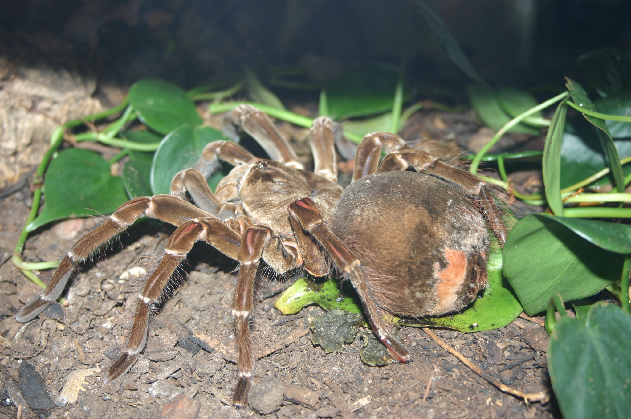 The Evolutionary Marvel Behind the Partnership (image credits: By Ryan Somma, CC BY 2.0, https://commons.wikimedia.org/w/index.php?curid=18934817)