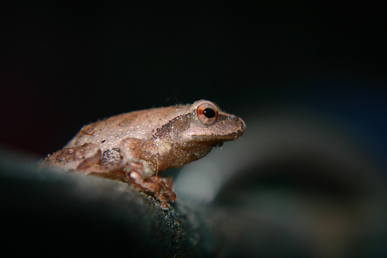 Beyond the Amazon: Similar Relationships Worldwide (image credits: pixabay)