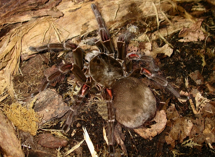 Why Some Spiders Keep Pet Frogs (and What's in It for the Frogs)