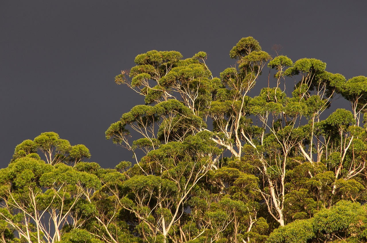 The Vastness of Unexplored Habitats (image credits: pixabay)