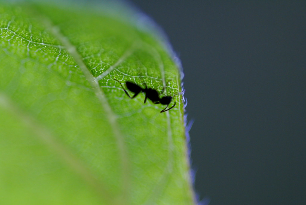 Microscopic Size Makes Detection Nearly Impossible (image credits: flickr)