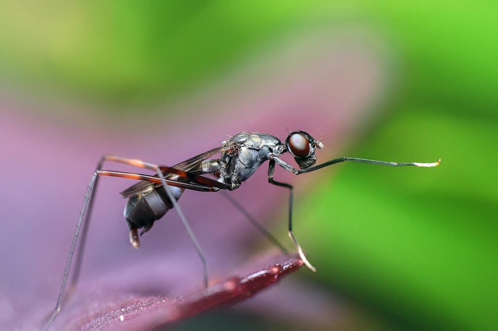 3 Reasons We Keep Discovering New Ant Species Every Year