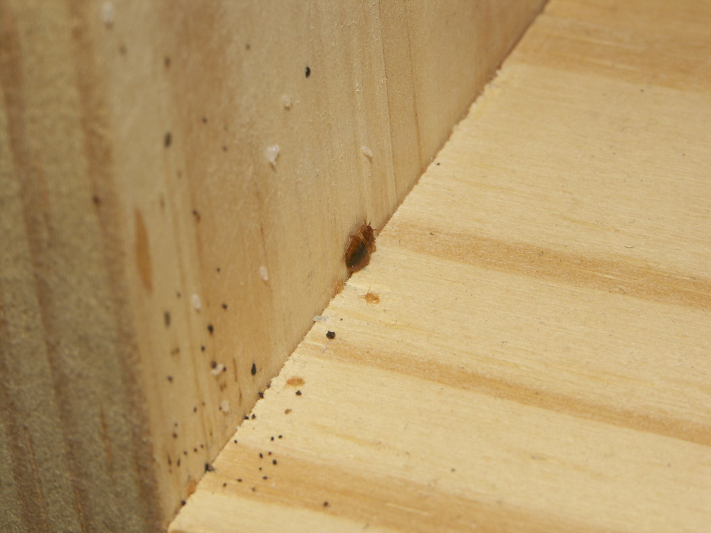 The Hidden Presence in Schools and Public Buildings (image credits: flickr)