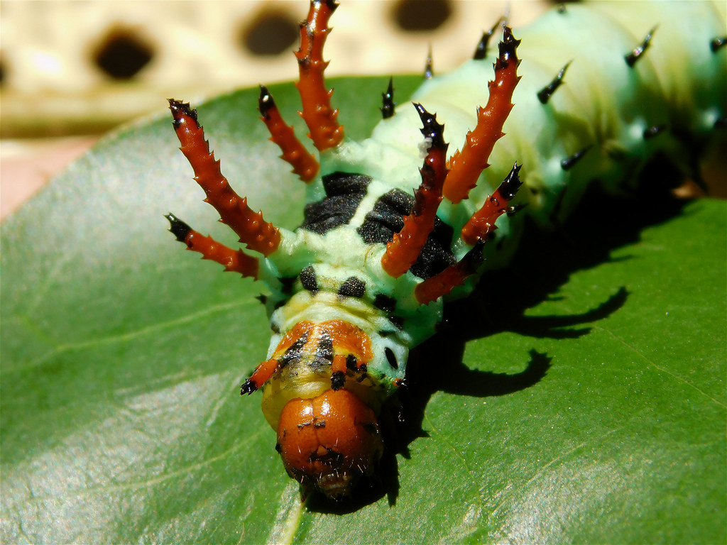 The Hickory Horned Devil: Nature's Dragon (image credits: flickr)