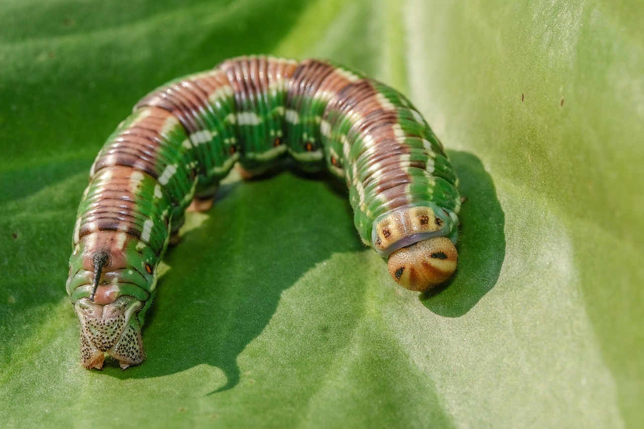 The Elephant Hawk-Moth Caterpillar: A Master of Disguise (image credits: pixabay)