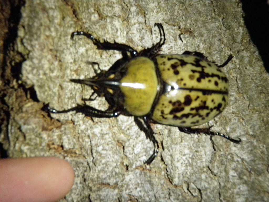 The Hercules Beetle: Armored Gladiator (image credits: flickr)