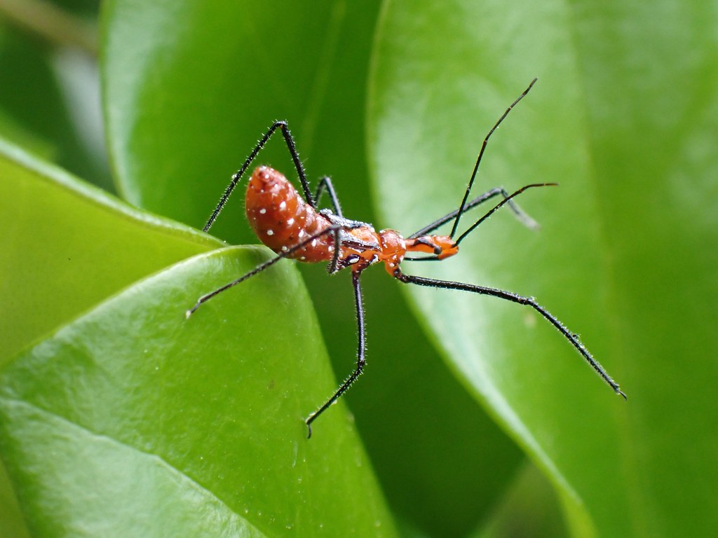 The Assassin Bug: Nature's Hitman (image credits: flickr)