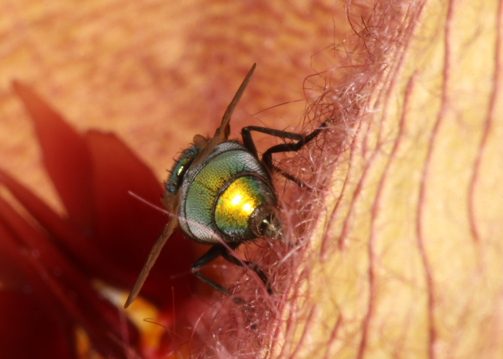 Competing with Nature's Other Scavengers (image credits: flickr)