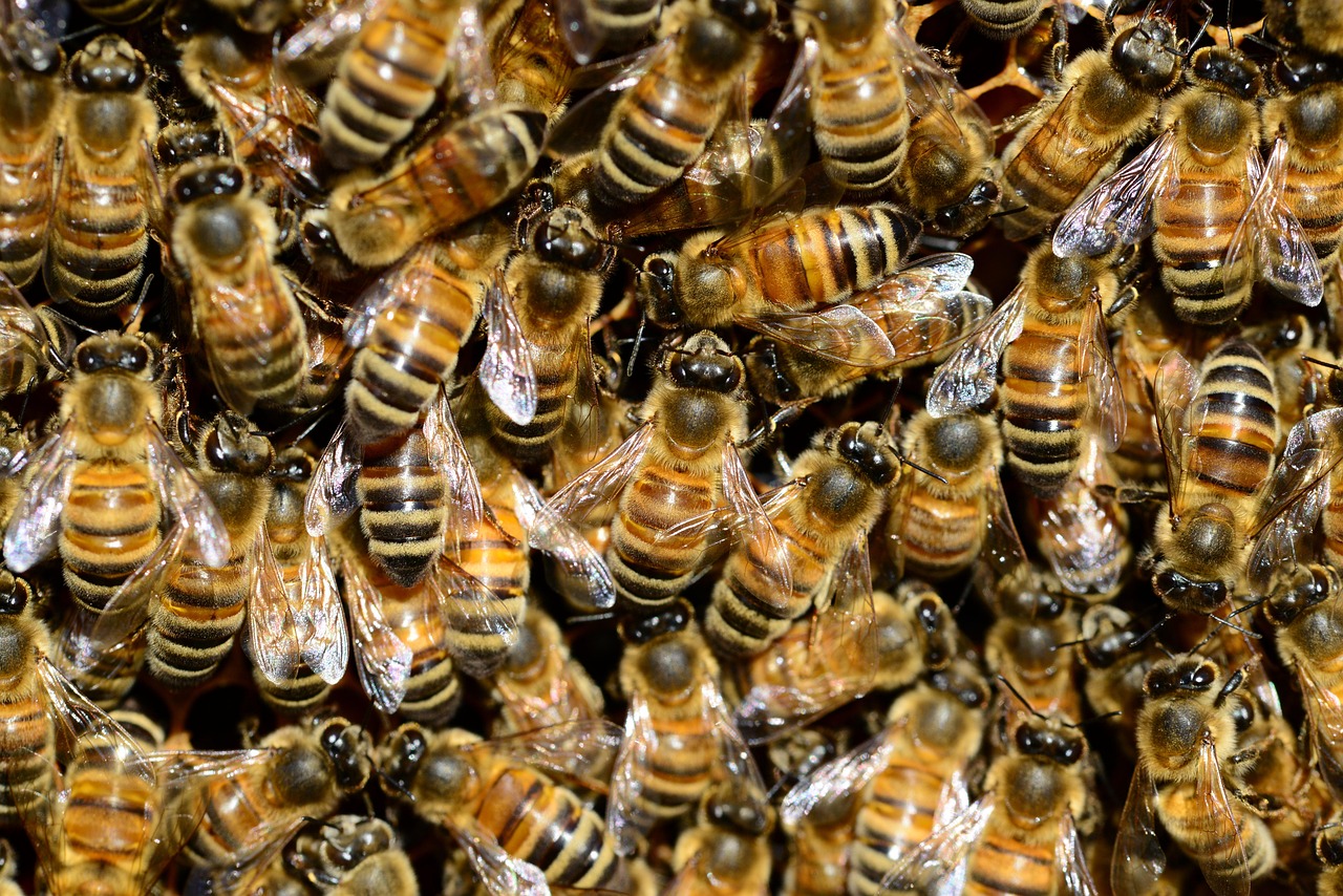 Social Structure in Carnivorous Colonies (image credits: pixabay)