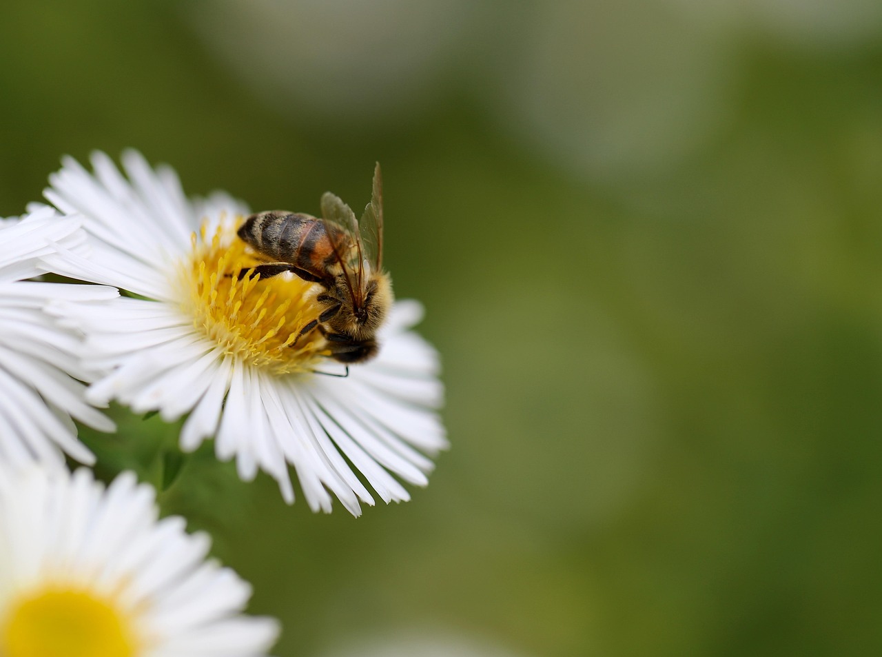The Role in Ecosystem Cleanup (image credits: pixabay)
