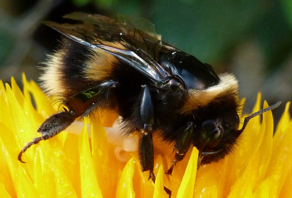 The Bee That Eats Meat, Lives in a Hive, and Still Makes Sweet Food