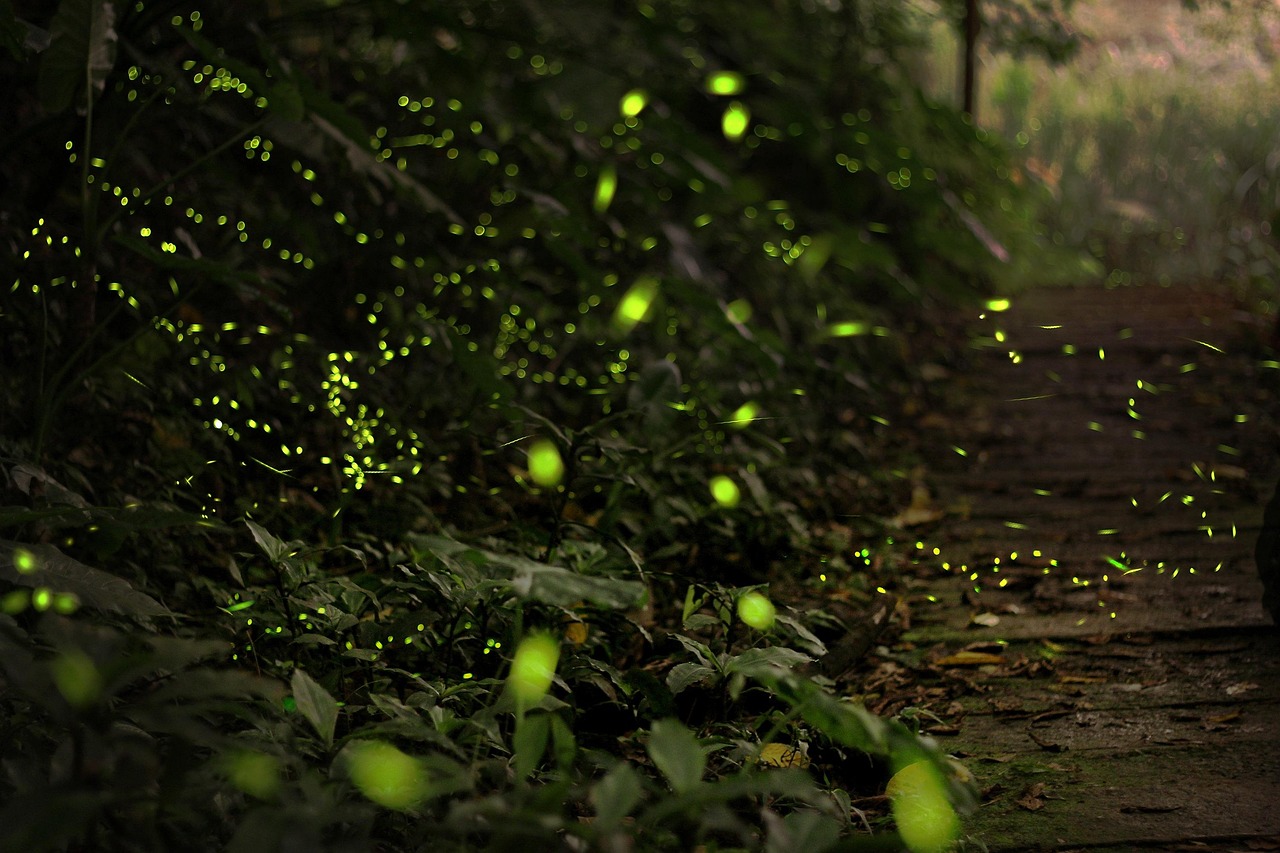 Energy Efficiency: The Firefly Advantage (image credits: pixabay)