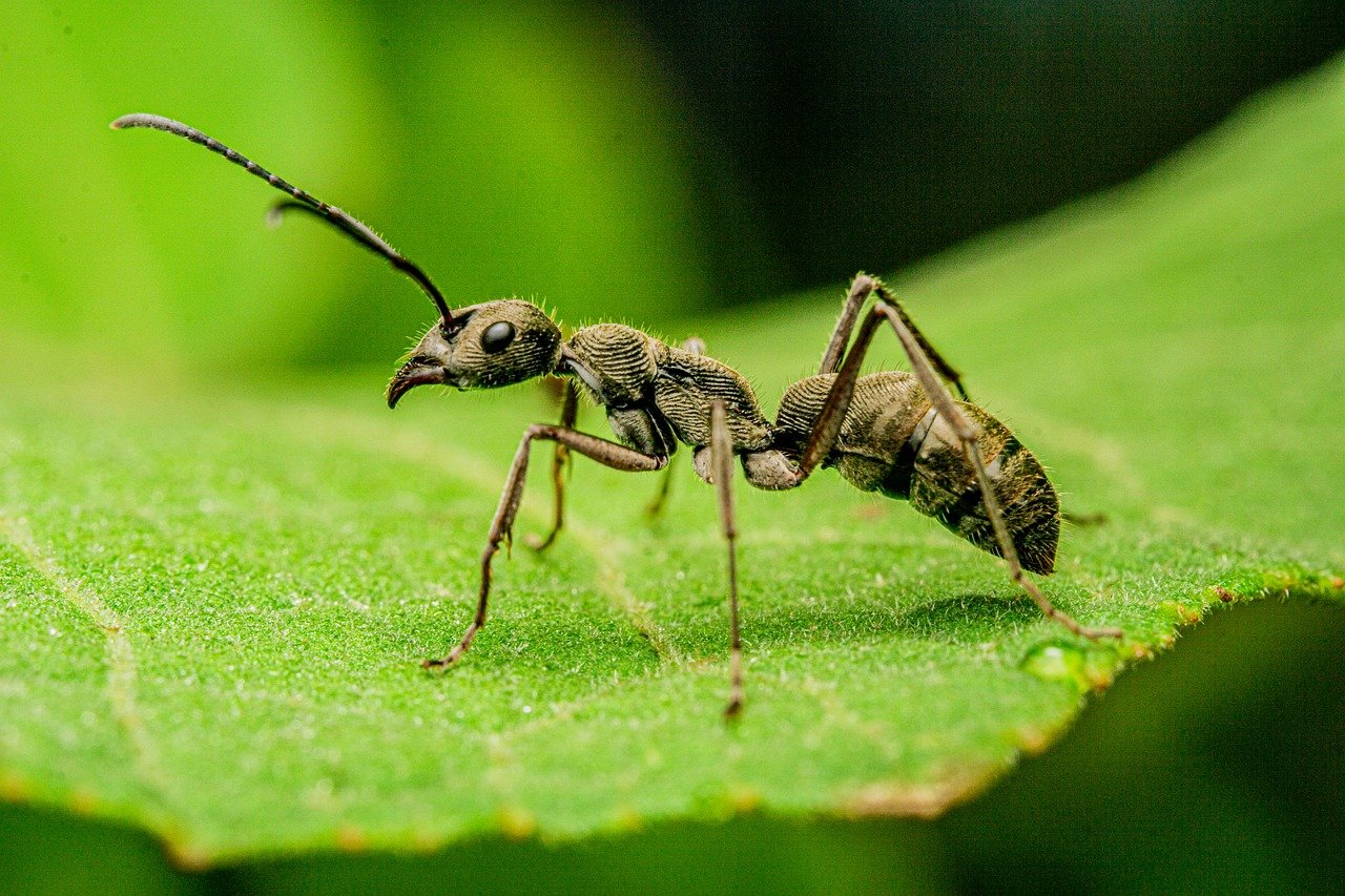 Slave-Making Ants and Their Unwilling Babysitters (image credits: pixabay)
