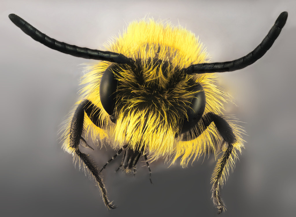 Bumblebee Cuckoos: Masters of Identity Theft (image credits: flickr)