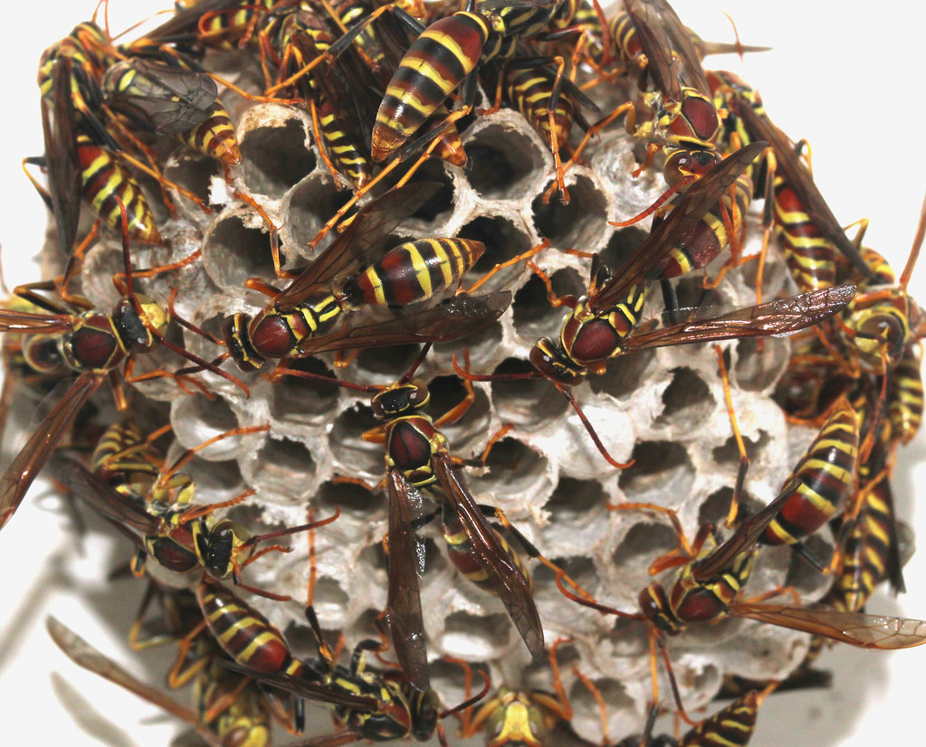 Paper Wasp Social Parasites (image credits: flickr)