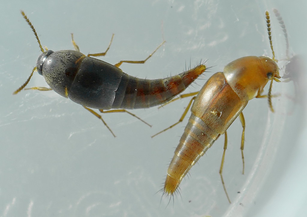 Beetle Babysitters in Underground Nurseries (image credits: flickr)