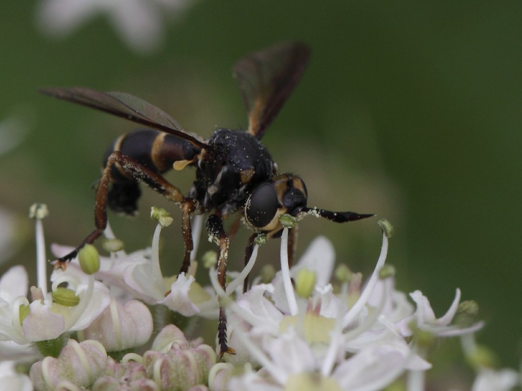 Conservation Implications and Ecological Impact (image credits: flickr)