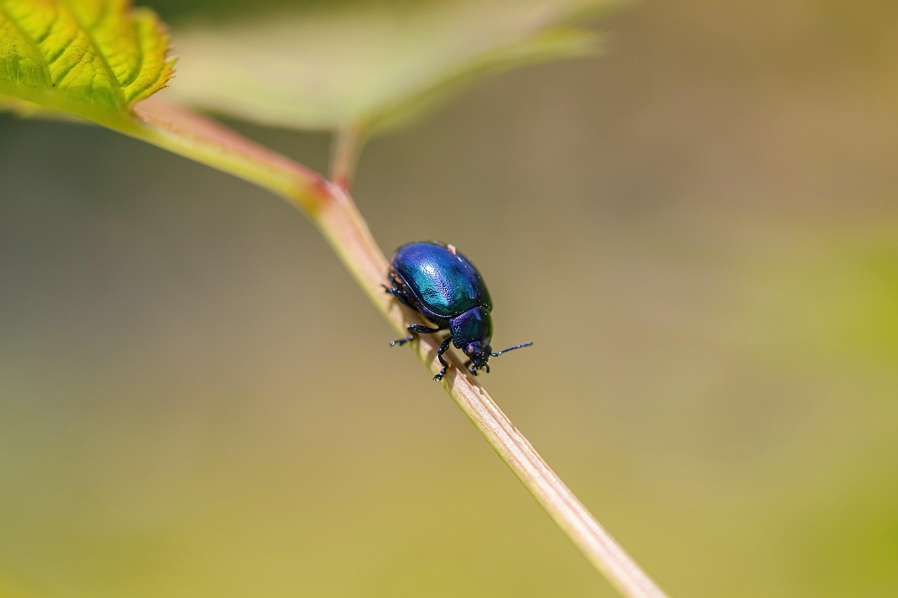 The Fabric Feast: What Bugs Actually Eat (image credits: pixabay)