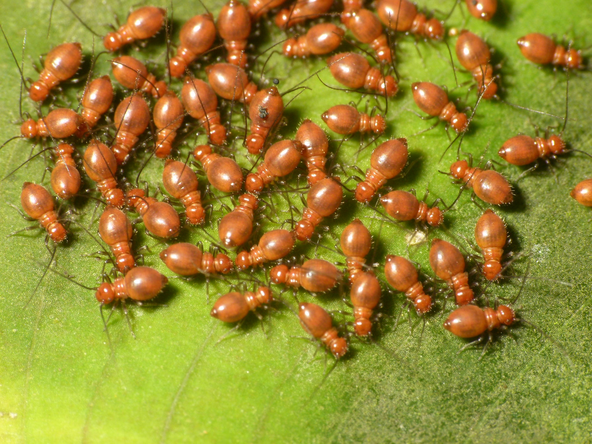 Psocids: The Book Lice of Your Hamper (image credits: wikimedia)