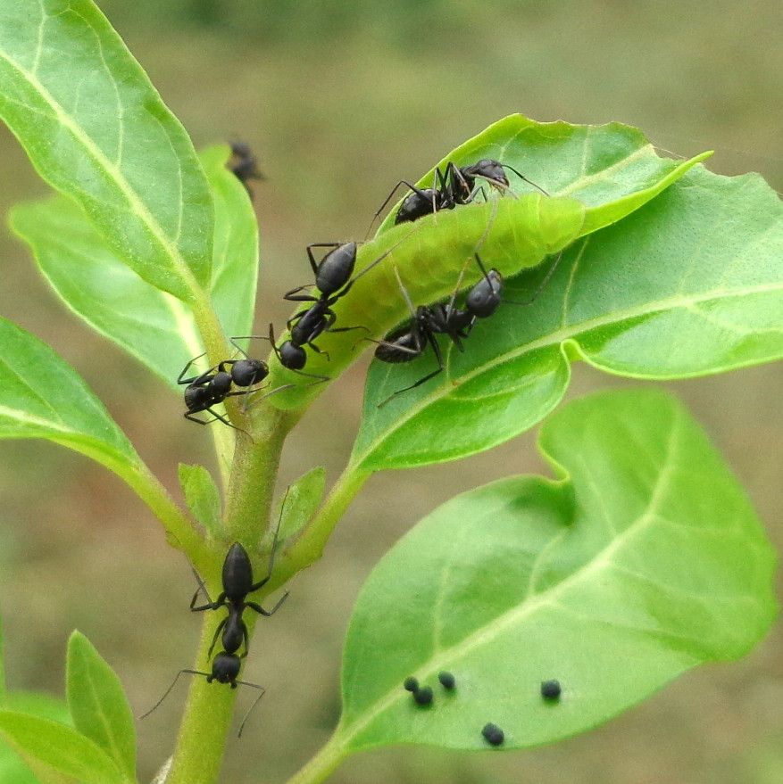 Predator Deterrence: How Ant Bodyguards Earn Their Keep (image credits: flickr)