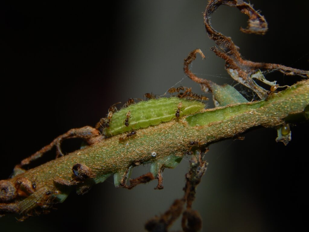 Ant Bodyguards for Hire: Why Some Butterflies Bribe Ants With Sugar
