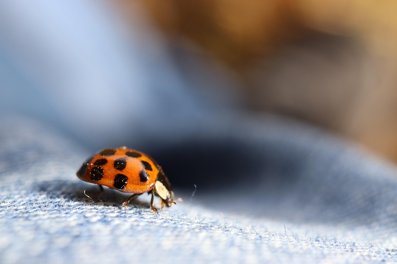 Why Lady Beetles Invade Your Home (image credits: pixabay)
