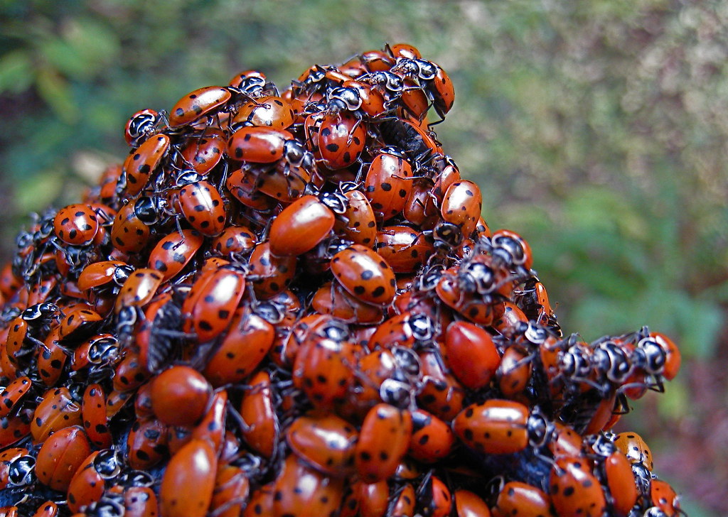When and Where the Invasion Begins (image credits: flickr)
