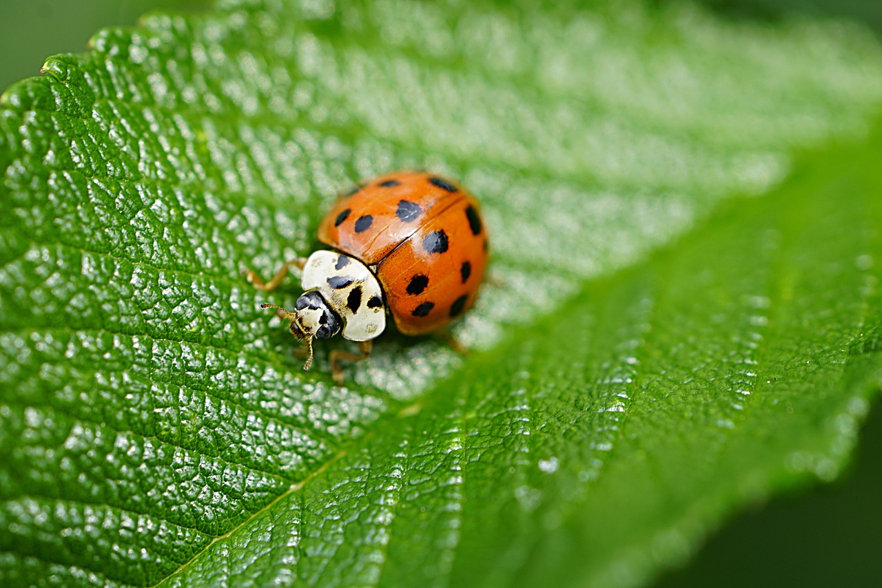 The Ecological Role of Lady Beetles (image credits: pixabay)