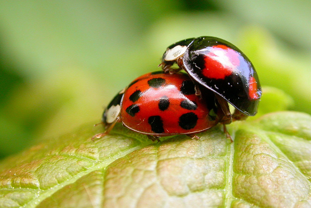 Understanding Beetle Behavior and Seasonal Patterns (image credits: flickr)