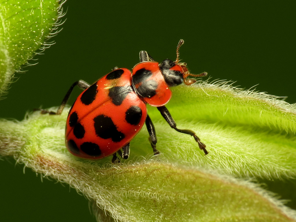 What's That Smell? Blame the Lady Beetle in Your Window Frame