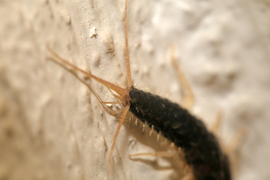 Breeding Season Surprises (image credits: flickr)