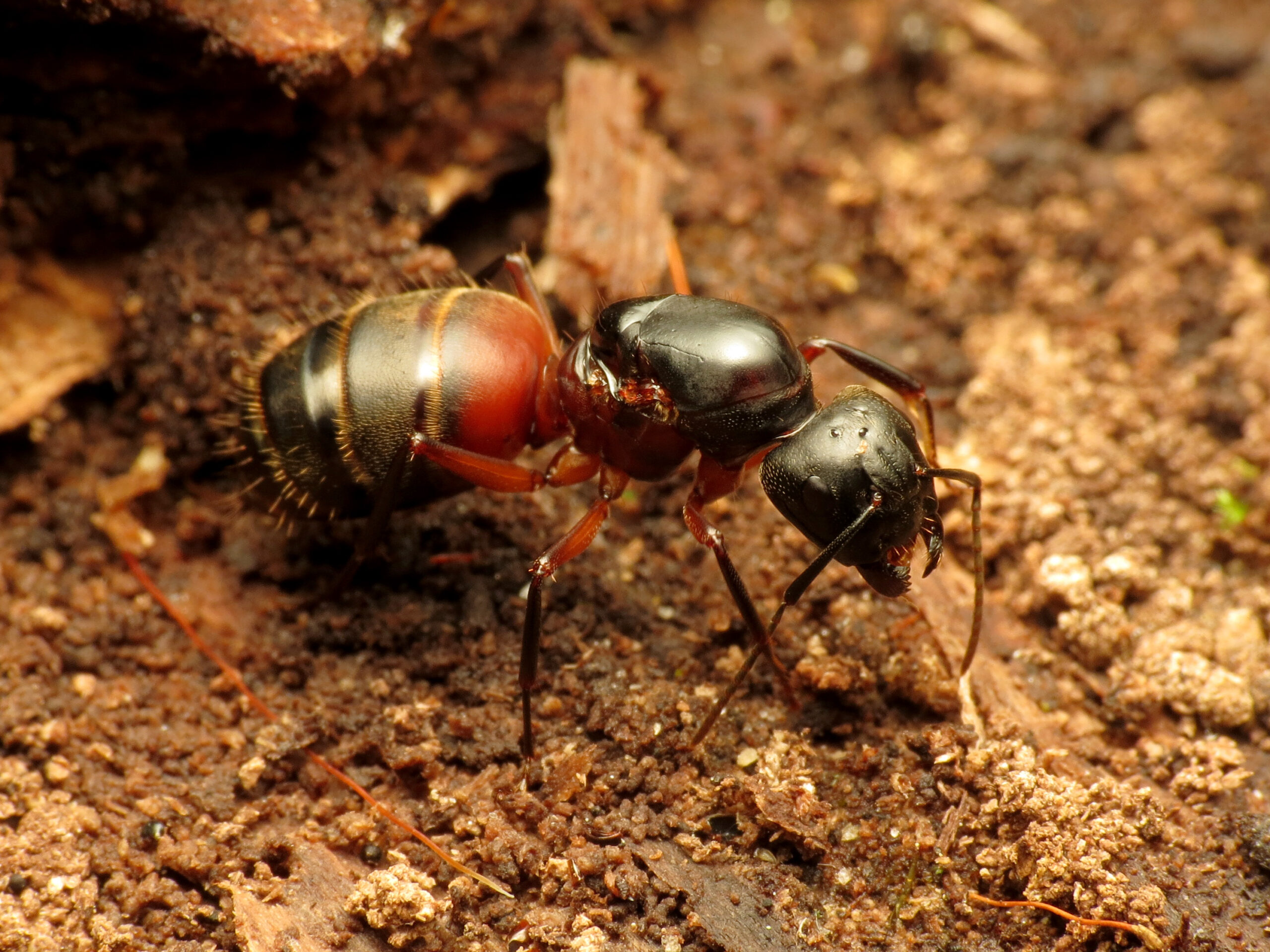The Exploding Ant - Ultimate Sacrifice for the Colony (image credits: wikimedia)