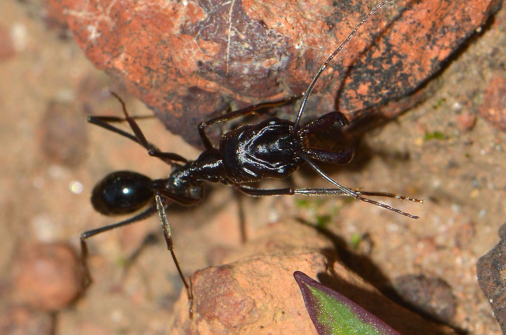 The Trap-Jaw Ant - Lightning-Fast Predators (image credits: flickr)