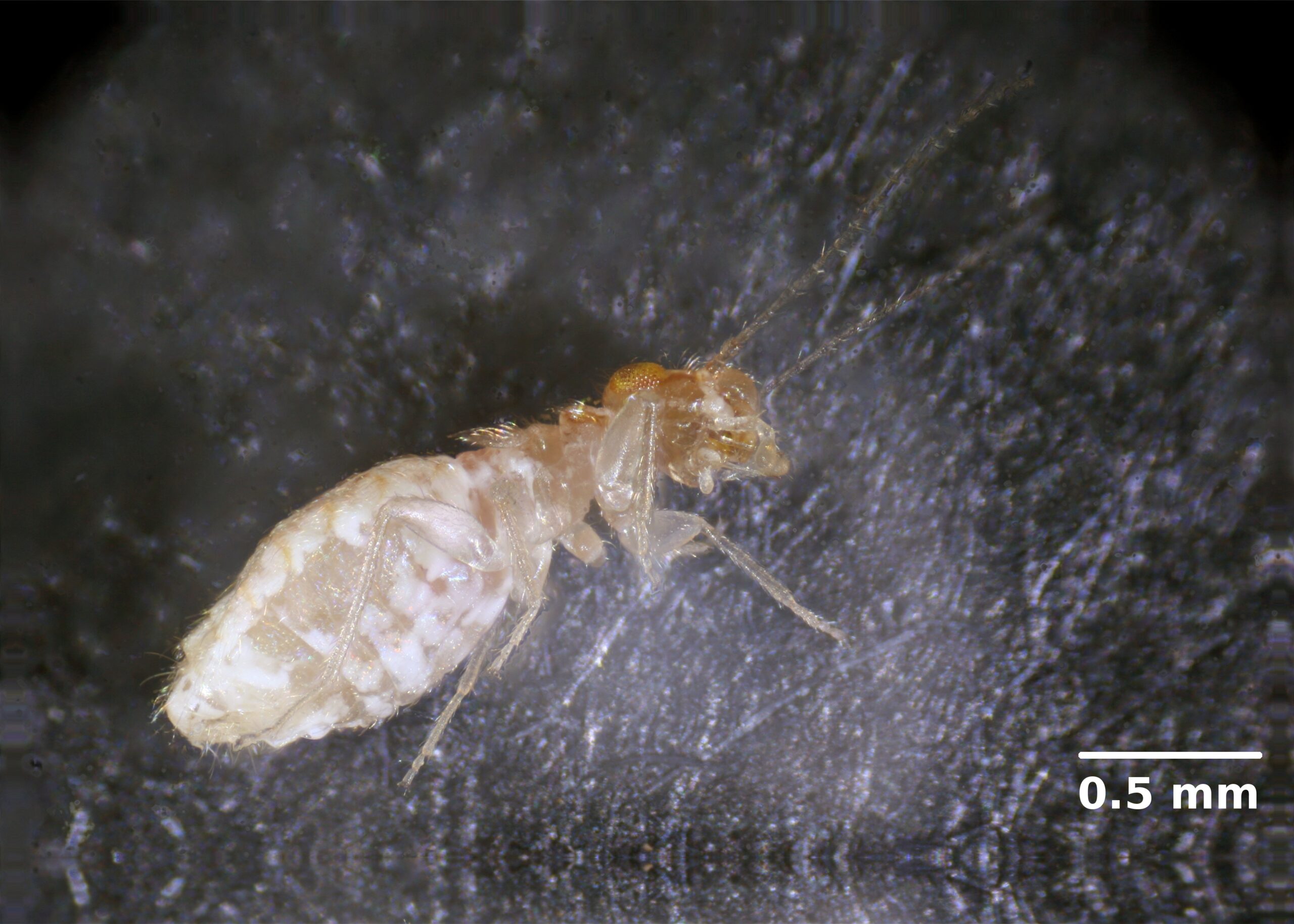 The Book Louse: A Literary Parasite (image credits: wikimedia)