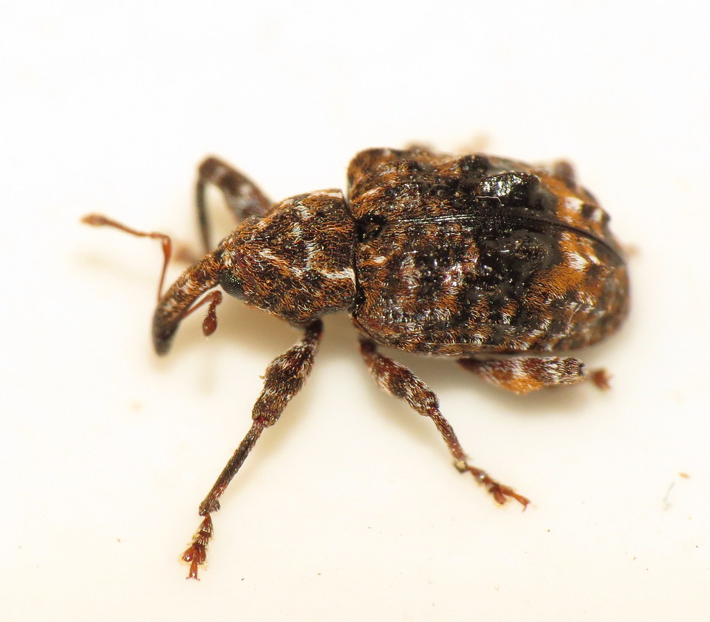 Spider Beetles: The Scavengers (image credits: flickr)