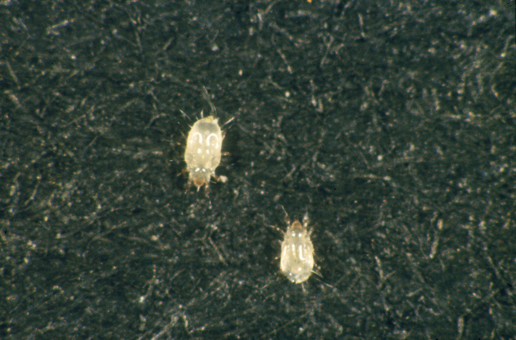 Booklice Revisited: The Moisture Detectives (image credits: wikimedia)
