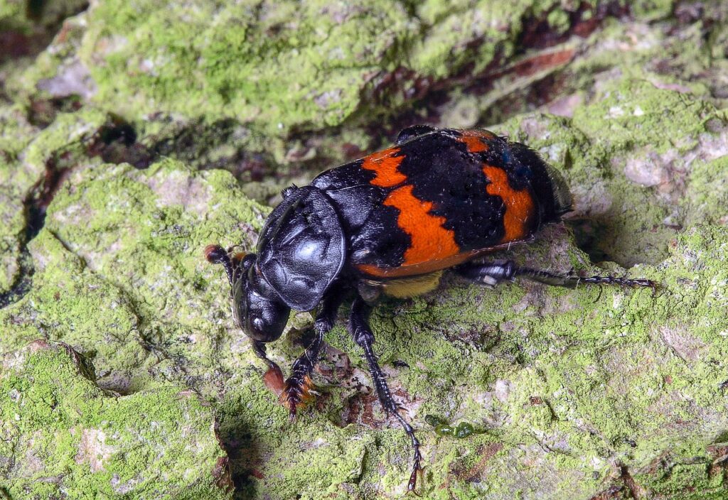 7 Creepy Crawlies That Love Old Books, Rugs, and Curtains