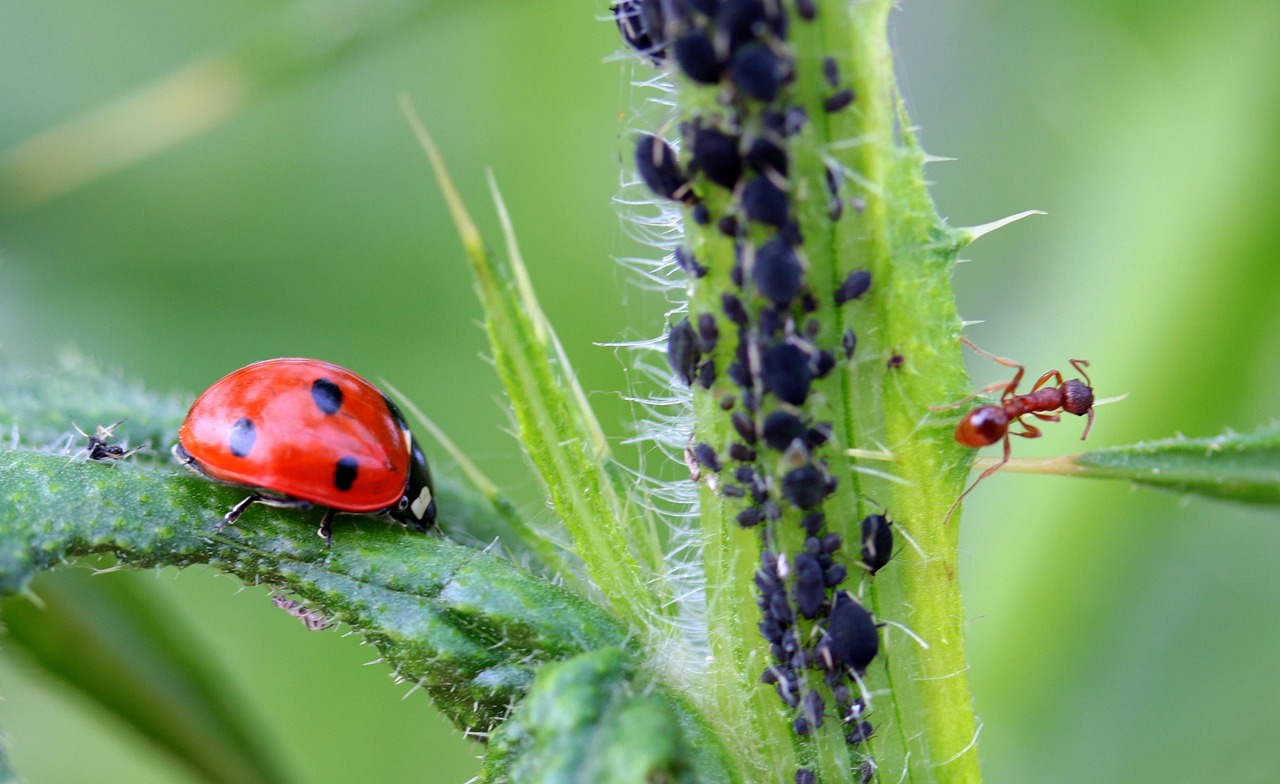Environmental Factors That Fuel Infestations (image credits: pixabay)