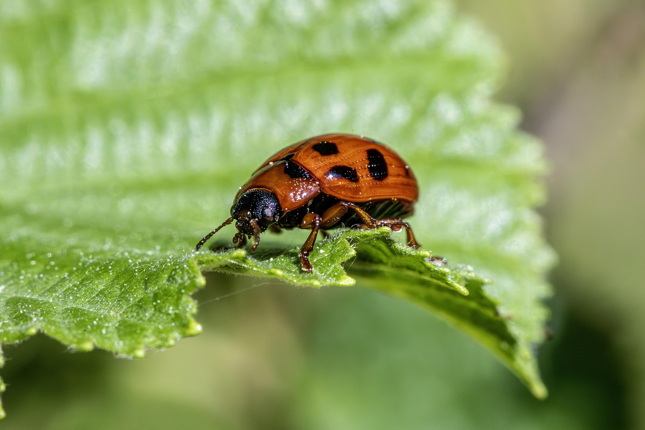 Seasonal Patterns and Population Dynamics (image credits: pixabay)