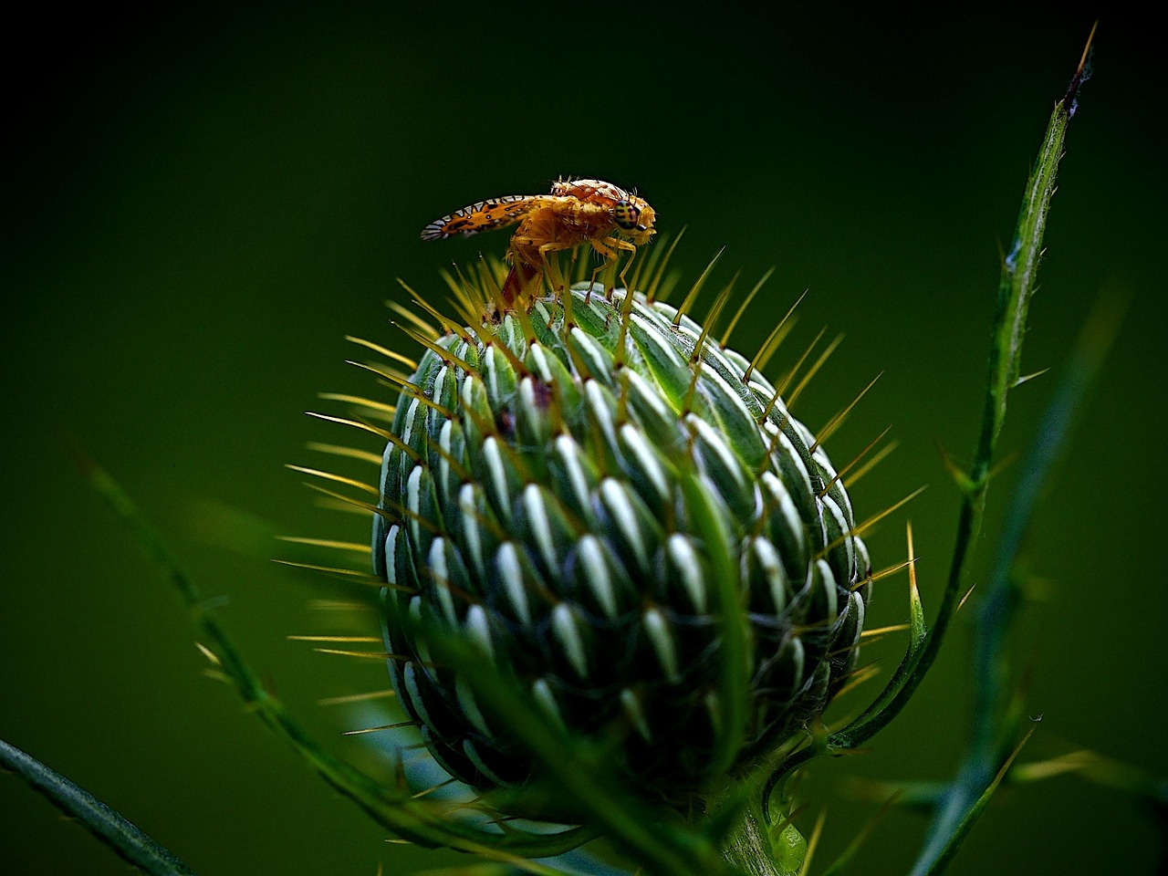 The Economic Impact of Pantry Pest Infestations (image credits: pixabay)