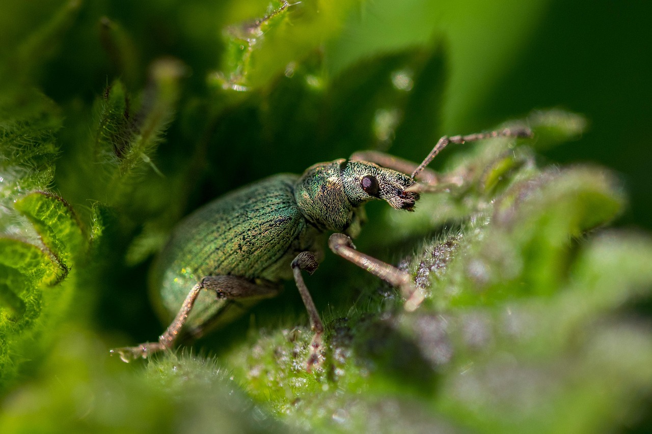 The Pantry Pest Invasion How Bugs Infest Your Food – Insect Hive