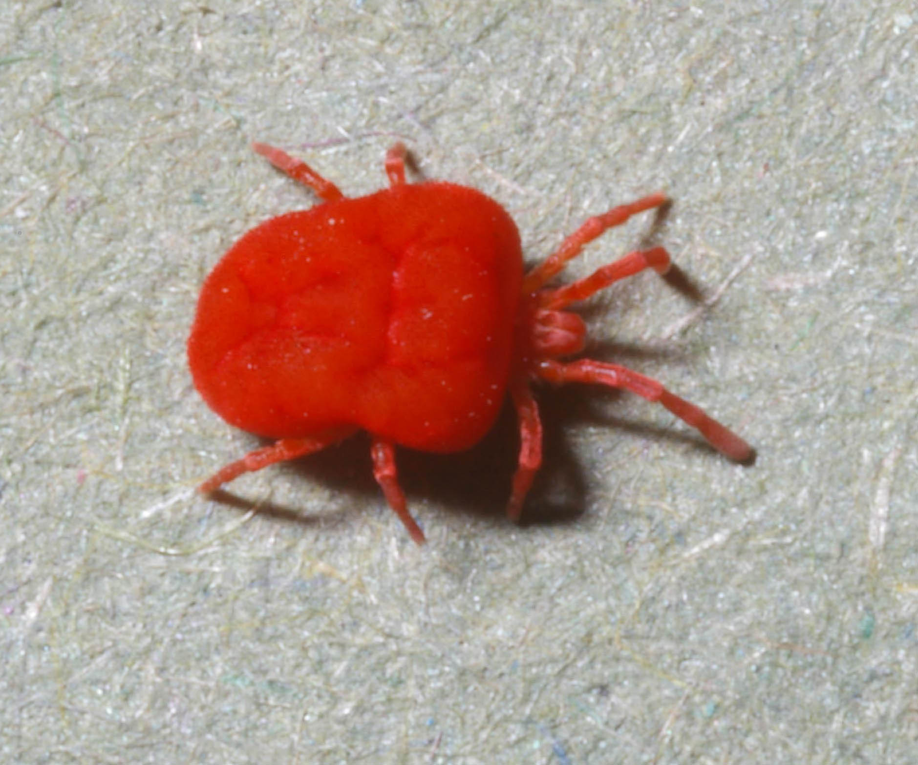 Meet the Microscopic Assassins (image credits: wikimedia)