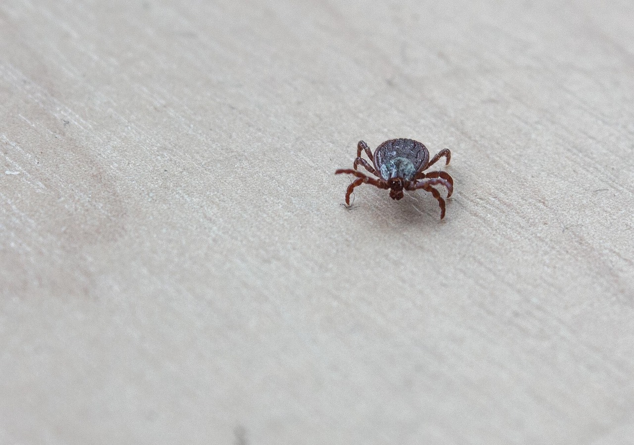 The Perfect Predator-Prey Relationship (image credits: pixabay)