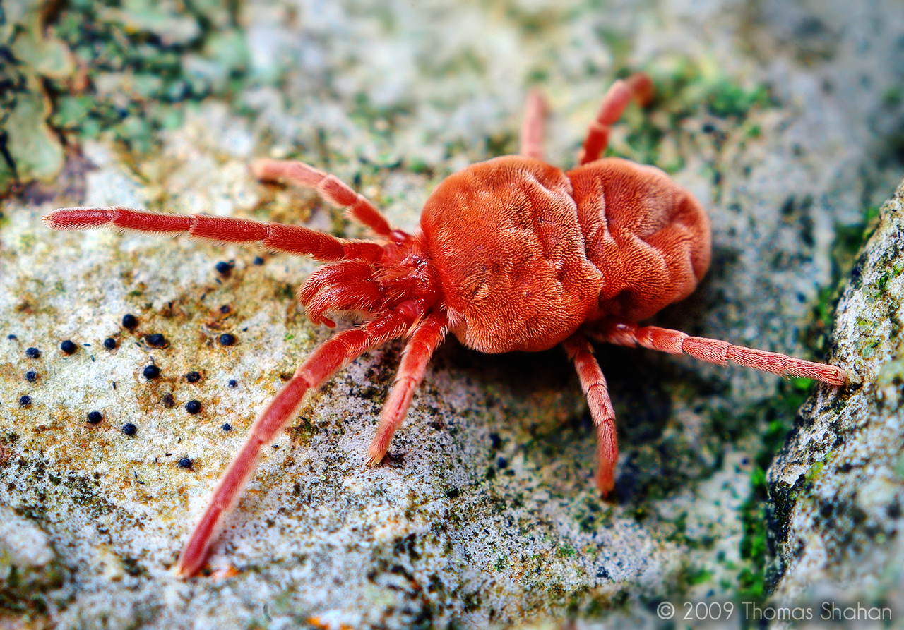 Different Species, Different Specialties (image credits: wikimedia)
