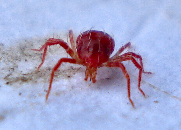 Enhancing Natural Predatory Mite Populations (image credits: wikimedia)