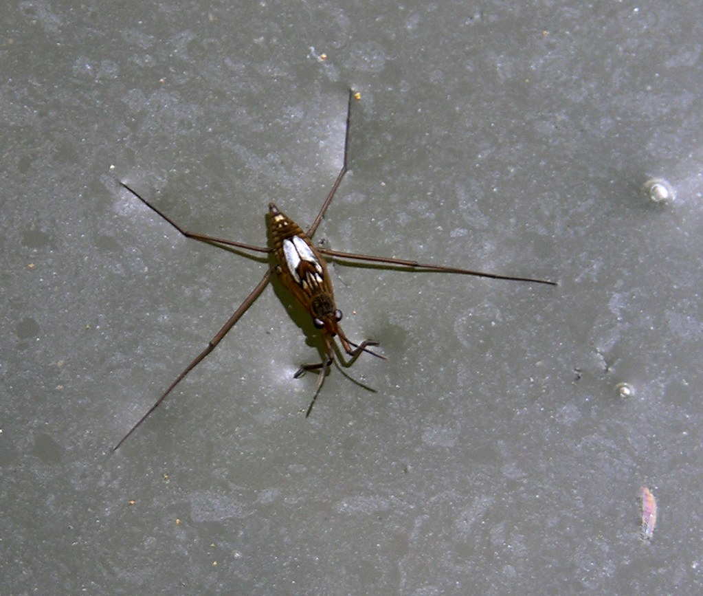 The Future of Biological Dust Mite Control (image credits: flickr)