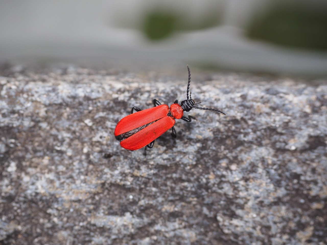 Beetle Brilliance in Fire Survival (image credits: pixabay)