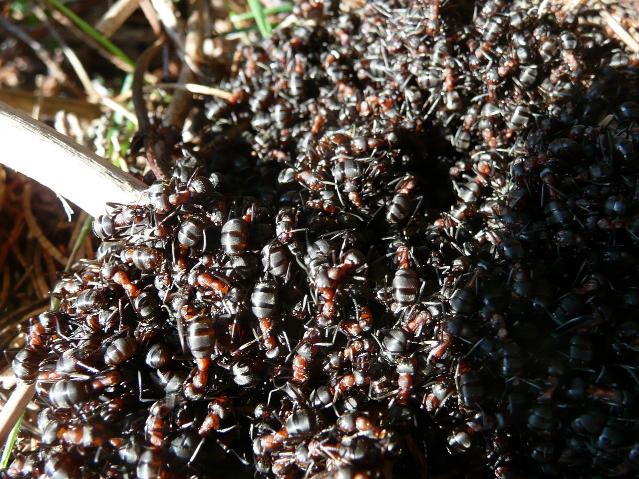 Ant Colonies and Collective Survival (image credits: pixabay)